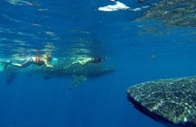 Whale Shark Encounter Full-Day all inclusive Tour from Riviera Maya