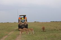 3-Day Maasai Mara Sharing Safari in a 4x4 Land Cruiser Jeep