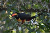 Corcovado Los Planes Birding Tour