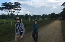 Corcovado Los Planes Birding Tour