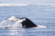 Victoria Whale Watch Tour