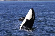 Victoria Whale Watch Tour