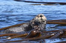 Victoria Whale Watch Tour