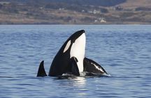 Victoria Whale Watch Tour