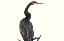 Sultanpur The wonder of Birding from Delhi