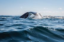 Whale Watching Gold Coast 