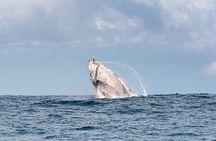 Whale Watching Gold Coast 