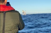 Whale Watching Gold Coast 