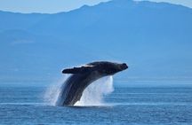 Private Zodiac Whale Watching Tour from Victoria