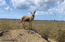 Donkey Sanctuary Tour with a Local Guide 