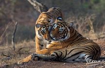 Ranthambore National Park one day safari From Jaipur
