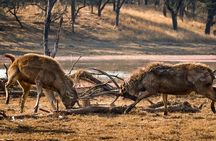 Ranthambore National Park one day safari From Jaipur