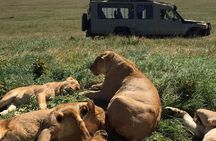 4 days Serengeti, Ngorongoro and Tarangire camping Tour