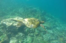 Tour to Tuneles & Cabo Rosa (Isabela Island)