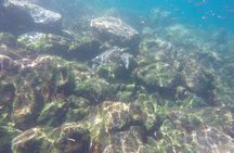 Tour to Tuneles & Cabo Rosa (Isabela Island)