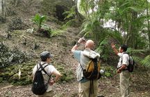 Tikal Exclusive Full-Day Tour