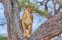 3 Days Safari to Serengeti National Park & Ngorongoro Crater in Tanzania