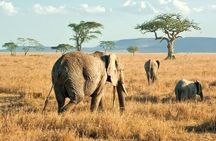 3 Days Safari to Serengeti National Park & Ngorongoro Crater in Tanzania