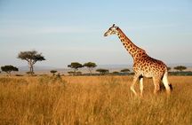 4 Days Group Joining Camping Tanzania safari 