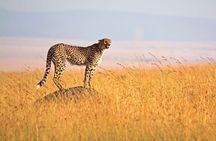 4 Days Group Joining Camping Tanzania safari 