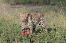 6-Day Tanzania Adventures Safaris - Group Joining Camping Safaris