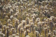Chingaza National Park Day Tour from Bogotá: Andean Wilderness