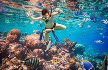 Snorkeling Excursion in Ras Mohammed and White Island 