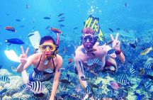 Snorkeling Excursion in Ras Mohammed and White Island 