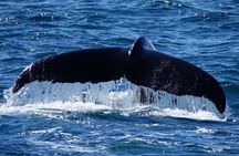 Whale Watching and Marine Life Tour in Reykjavik