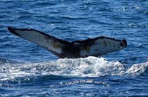 Whale Watching and Marine Life Tour in Reykjavik