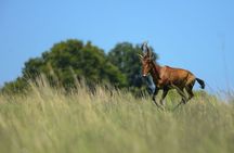 Pretoria and Lion Park Safari Experience
