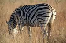 Pretoria and Lion Park Safari Experience