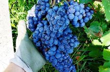 Food and Wine Tasting in the Ossola Valley