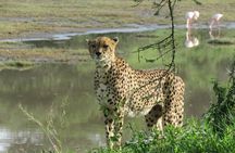 7 days safaris to see great migration