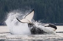 Salish Sea Whale Watching Tour in Campbell River