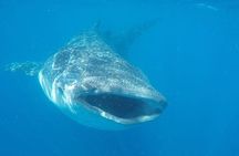 Whale Shark Adventure in Isla Mujeres and Cancun