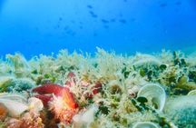 Pula Boat Trip with Snorkeling