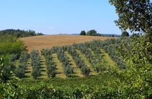 Olive Oil and Wine Private Tour (price per group of 6)