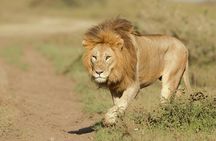 6- Day Adventure Lodge safari to see Migration