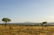 Day Trip Safari to Tarangire National Park
