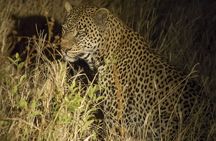 Day Trip Safari to Tarangire National Park