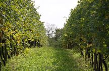 Visit and tasting of 3 D.O.C.wines Fontechiara