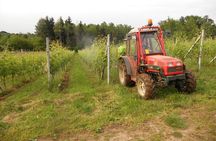 Visit and tasting of 4 D.O.C.wines Fontechiara