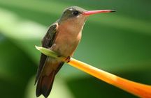 Desembocada and Ameca River Bird Paradise (Wetland and Tropical birds in PV)
