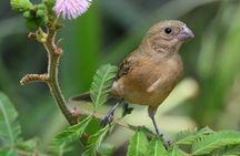 SIerra Madre Highland bird and Tuito