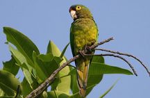 SIerra Madre Highland bird and Tuito