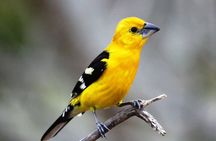 SIerra Madre Highland bird and Tuito