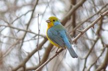 SIerra Madre Highland bird and Tuito