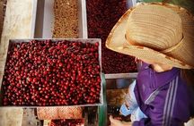 Private tour: The Urban Coffee Culture in Medellin - Coffee farm & Workshop