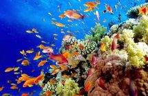 Best half-day snorkel tour: visit Kaan Luum, Yalku & Cenote